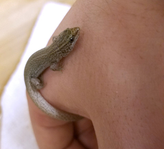 Xantusia vigilis