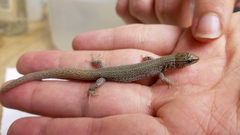 Xantusia vigilis