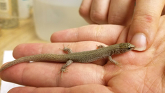 Xantusia vigilis