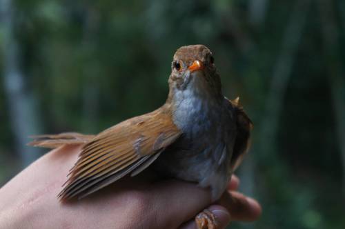 Orange-billed Nightingale-Thrush