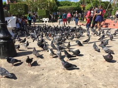 Columba livia