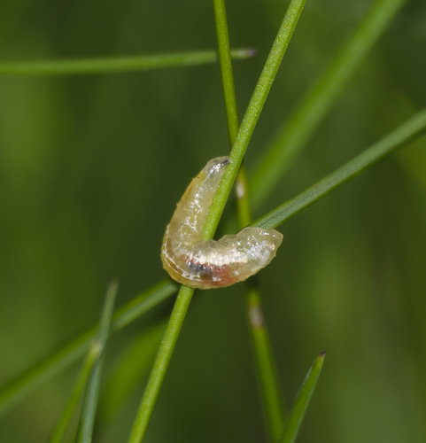 Episyrphus balteatus nuotrauka