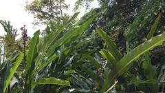 Alpinia haenkei