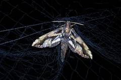 Xylophanes ceratomioides