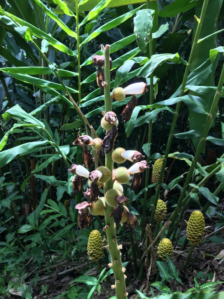 Alpinia haenkei