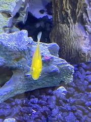 Labidochromis caeruleus