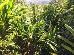 Alpinia haenkei
