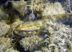 Tridentiger trigonocephalus