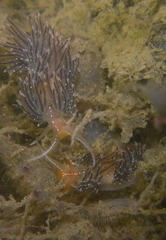 Sakuraeolis enosimensis