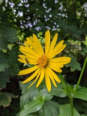 Silphium perfoliatum