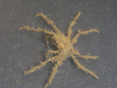 Pyromaia tuberculata