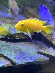 Labidochromis caeruleus