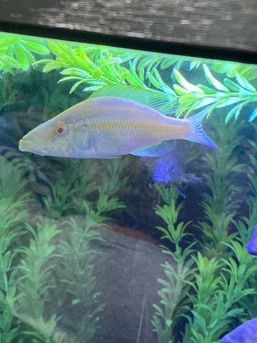 Eyebiter (Dimidiochromis compressiceps) — Cichlidae — 5