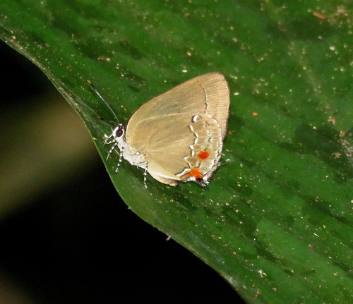 Strephonota porphyritis