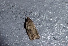 Harmologa