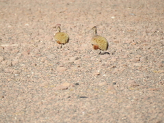 Tinamotis pentlandii