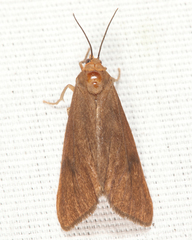 Virbia opella
