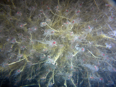 Ectopleura