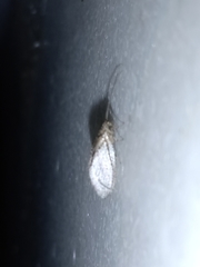 Nusalala tessellata