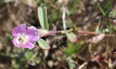 Clarkia prostrata