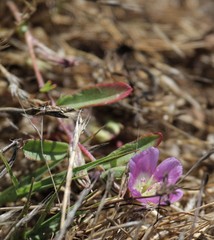 Clarkia prostrata
