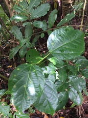 Alchornea latifolia