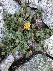 Sedum spathulifolium