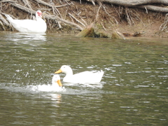 Anas platyrhynchos domesticus
