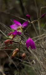 Bletia macristhmochila