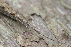 Pedetontus submutans