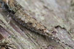 Pedetontus submutans