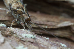 Pedetontus submutans