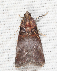 Acrobasis aurorella