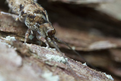 Pedetontus submutans