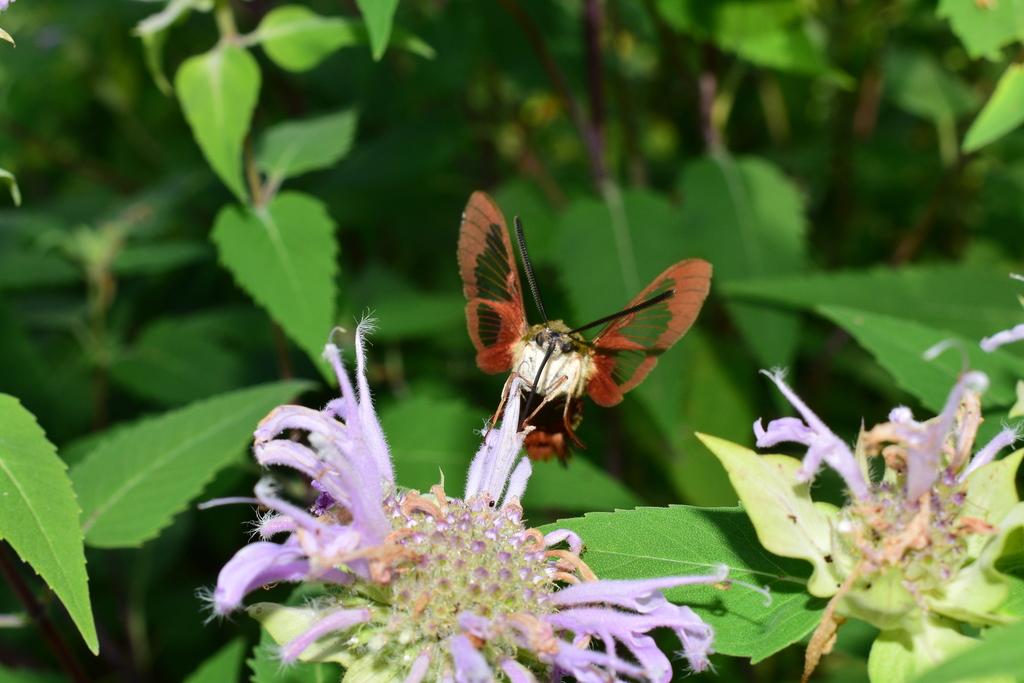 Hummingbird clearwing (Hemaris thysbe)