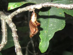 Limenitis arthemis astyanax