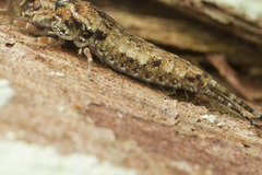 Pedetontus submutans