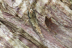 Pedetontus submutans