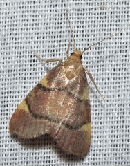 Hypsopygia thymetusalis