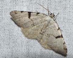 Macaria bitactata