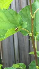 Diabrotica undecimpunctata