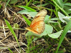 Dryas