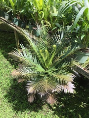 Blechnum gibbum