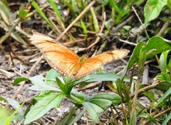 Dryas