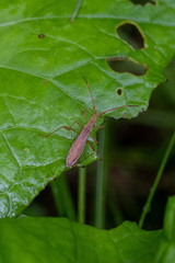 Protenor belfragei