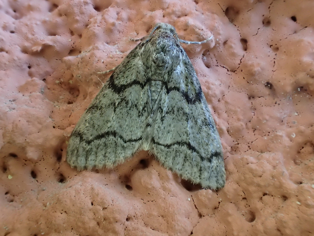 Dusky Carpet