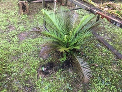 Blechnum gibbum