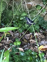 Catasticta flisa flisa