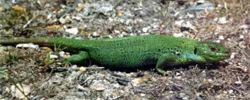 Medium Lizard, Lacerta media