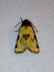 Azenia obtusa